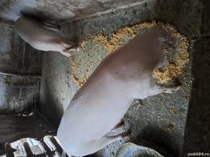 vand porc - imagine 3