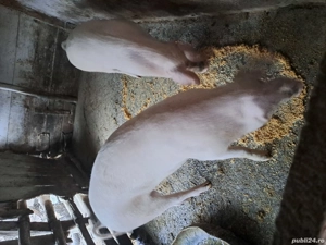 vand porc - imagine 4