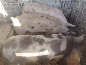 Vând porci de carne pietrain  - imagine 5