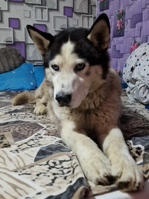 Donez husky siberian - imagine 3