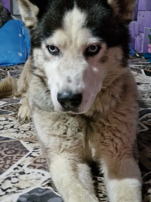 Donez husky siberian - imagine 2