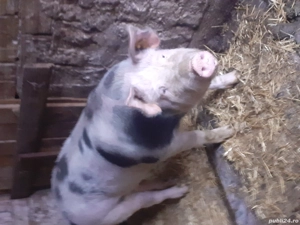 Porc de vânzare  - imagine 3