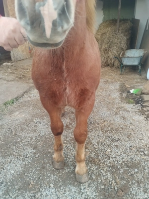 vând mânz de 7 luni mai multe detalii la telefon   - imagine 2