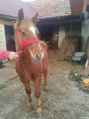 vând mânz de 7 luni mai multe detalii la telefon   - imagine 3