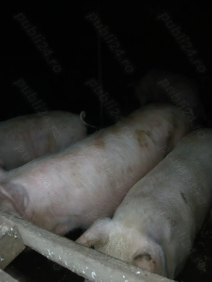 Vând porci - imagine 2