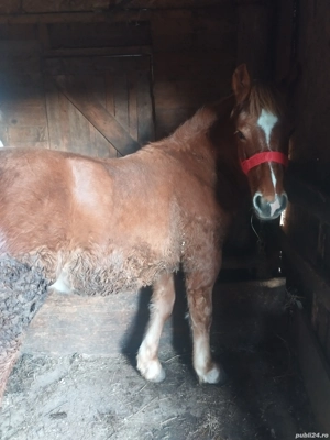 vând mânz de 7 luni mai multe detalii la telefon   - imagine 4