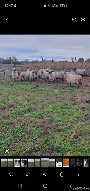 oii gestante de vanzare  - imagine 3