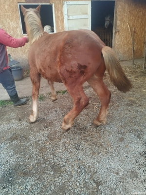 vând mânz de 7 luni mai multe detalii la telefon  