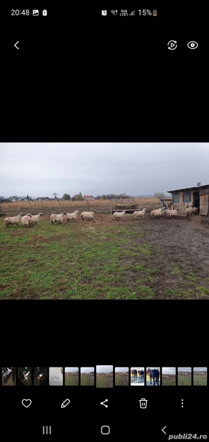 oii gestante de vanzare  - imagine 2