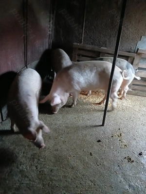 Vând porci - imagine 3