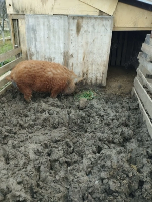 Scroafa Mangalita rosie