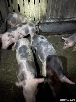 De vanzare! - imagine 3