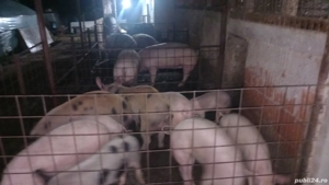 Vând purcei  - imagine 2