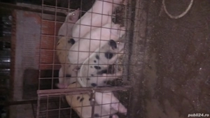 Vând purcei  - imagine 3