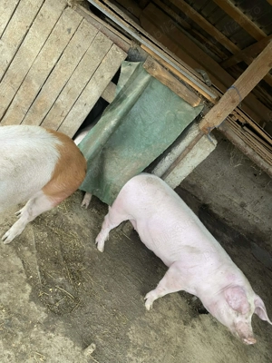 Vand porci de craciun - imagine 2