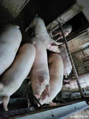 Porci de vânzare  - imagine 4