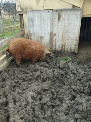 Scroafa Mangalita rosie - imagine 3