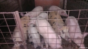 Vând purcei  - imagine 4