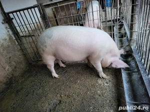 Porci de vânzare  - imagine 2