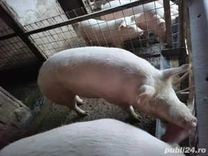 Porci de vânzare 