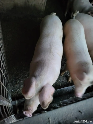 Porci de vânzare  - imagine 3