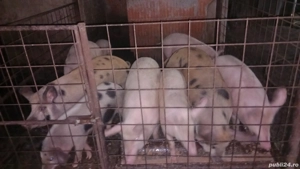 Vând purcei  - imagine 5