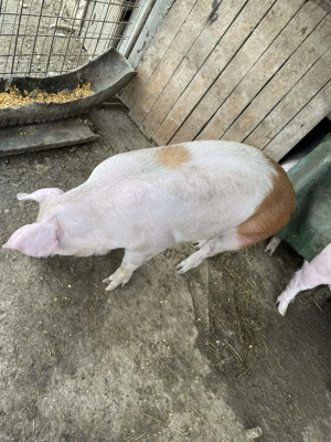 Vand porci de craciun - imagine 3