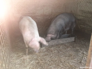 Vand 2 porci vii , Sat.Nadăș, Jud.Arad