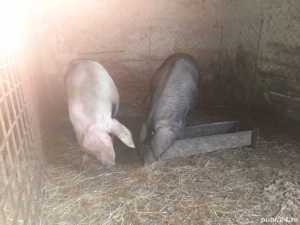 Vand 2 porci vii , Sat.Nadăș, Jud.Arad - imagine 2