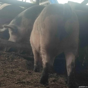 vand porc 13 - imagine 3