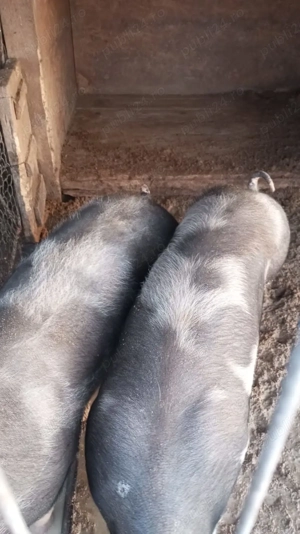 Porci de vânzare.... - imagine 3