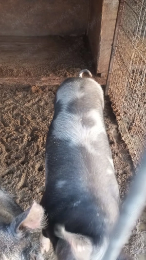 Porci de vânzare.... - imagine 2