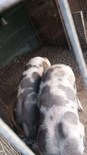 Porci de vânzare.... - imagine 4