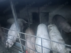 Porci de vânzare ..,  - imagine 3