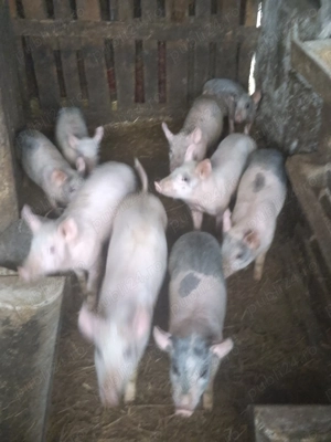 Purcei de vanzare 3luni.pentru mai multe detalii sunati la  