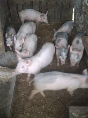 Purcei de vanzare 3luni.pentru mai multe detalii sunati la   - imagine 3