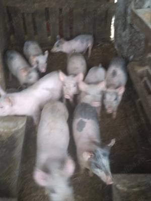 Purcei de vanzare 3luni.pentru mai multe detalii sunati la   - imagine 5