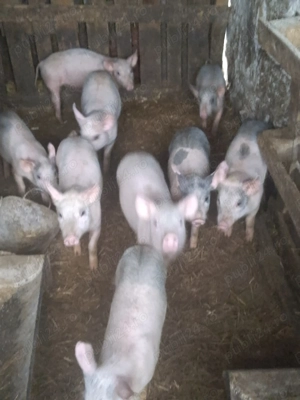 Purcei de vanzare 3luni.pentru mai multe detalii sunati la   - imagine 4