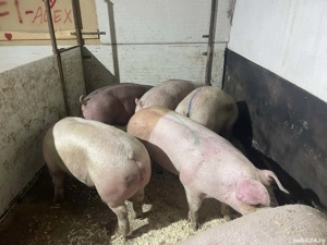 Rasă mixtă (carne sunca)