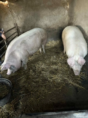 porci de vânzare 