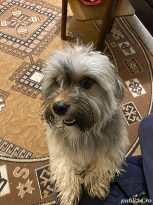 Vând Bichon Maltez - imagine 2