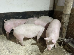 Rasă mixtă (carne sunca) - imagine 2