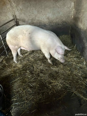 porci de vazare 