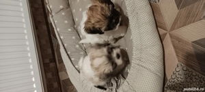 2 puișori decațălusi Bisoni Maldezion,ofetiță si un băețel