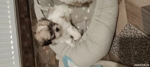 2 puișori decațălusi Bisoni Maldezion,ofetiță si un băețel - imagine 2