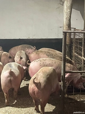 Porci de Rasă carne - imagine 2