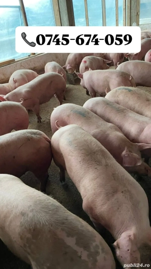 Porci de Rasă carne