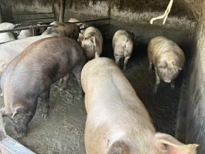 Porci de vânzare .., 