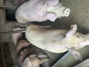 Porci de vânzare ..,  - imagine 2