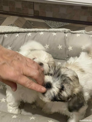 2 puișori decațălusi Bisoni Maldezion,ofetiță si un băețel - imagine 5